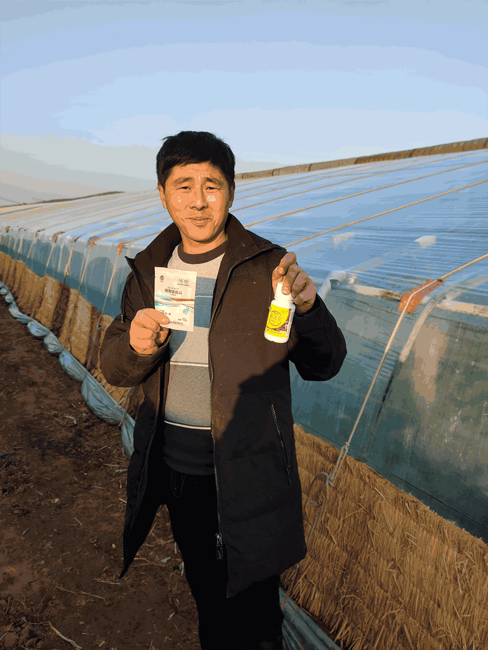 大棚番茄全程使用索菲克产品色泽光亮，植株健壮挂果率高.png